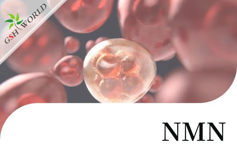 行业关注 - NMN改善 RPE 中碘酸钠引起的细胞衰老和炎症