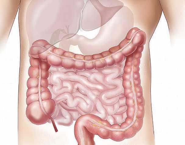 NMN在肠道健康中的作用