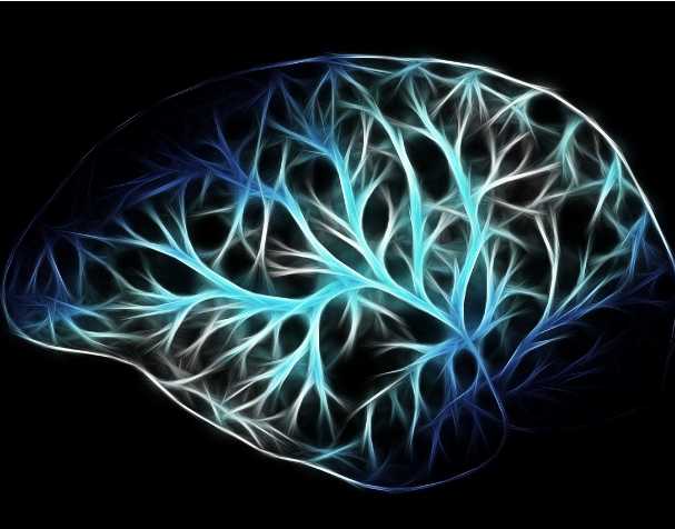 PQQ对大脑功能的影响