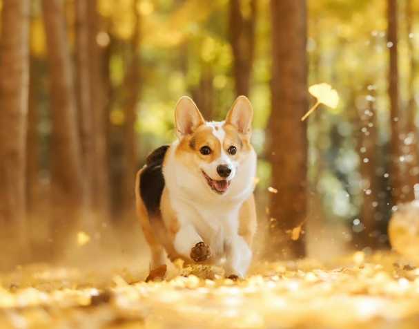 PQQ：改善认知与运动能力