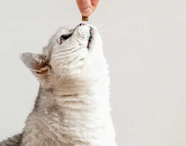 辅酶Q10：促进心血管健康