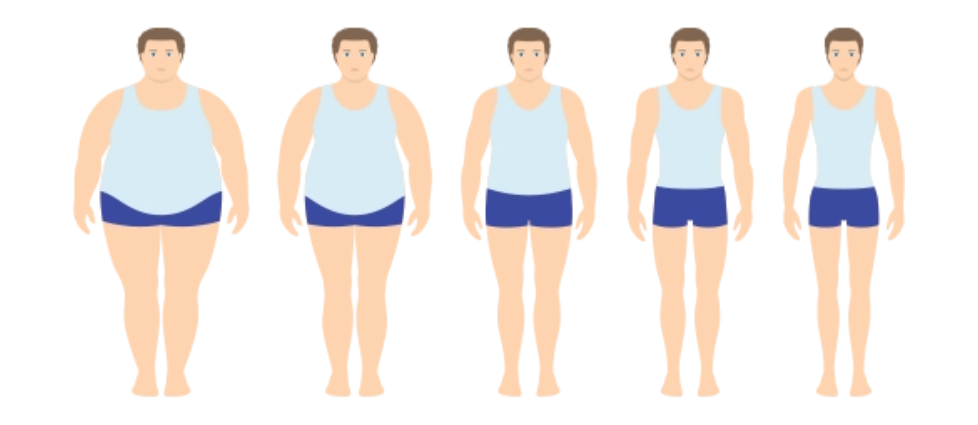 对肥胖“氧化应激-炎症”循环的阻断作用