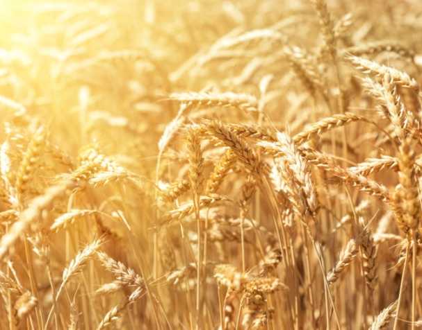 谷胱甘肽在多种非生物胁迫中的作用