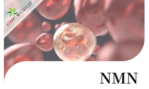 行业关注 - NMN改善 RPE 中碘酸钠引起的细胞衰老和炎症