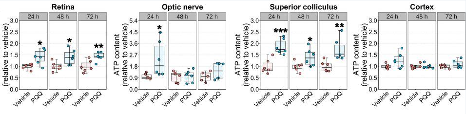 PQQ给药对体内视觉系统组织ATP水平的影响